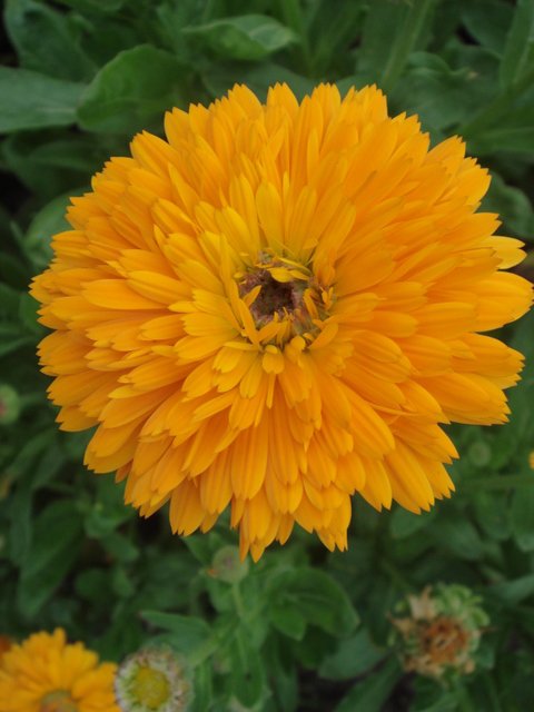 Calendula officinalis fleur